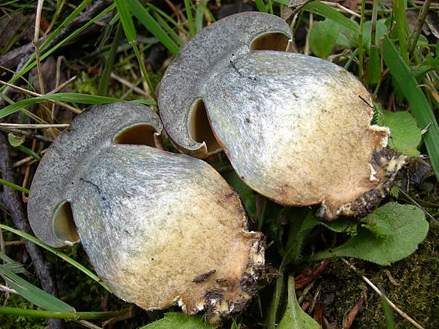 La  Flora  micologica  Alsaziana